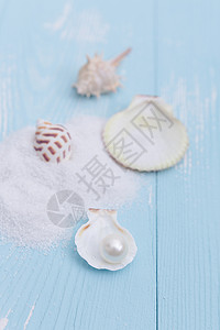 夏日沙滩珍珠贝壳海螺素材图片