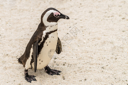 海滩上的南非小企鹅背景图片