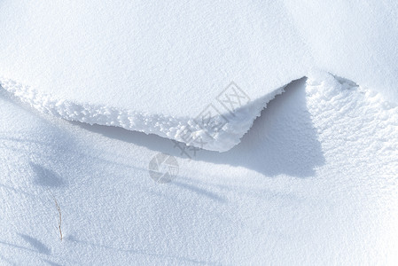 雪地枯草图片
