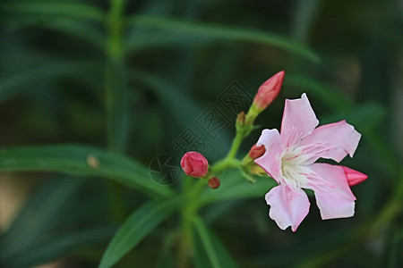 向阳生长夹竹桃  粉花背景