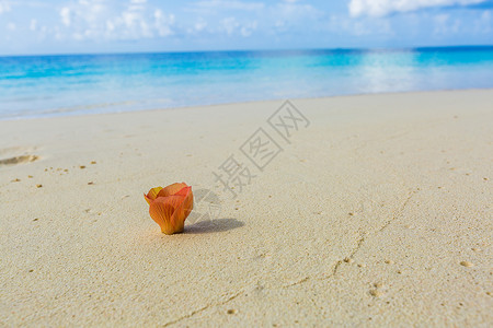 太阳沙滩马尔代夫海滩边的花背景