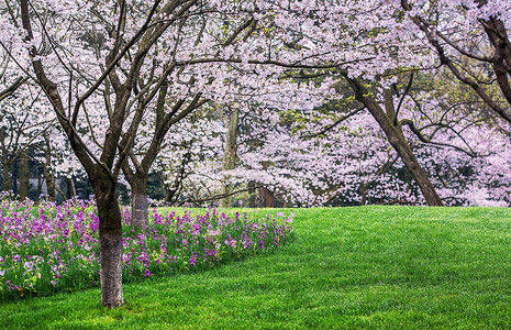粉色樱花树浪漫樱花谷背景