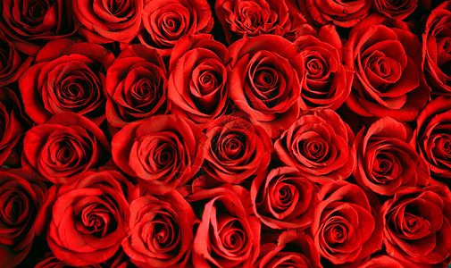 玫瑰背景红色唯美玫瑰高清图片