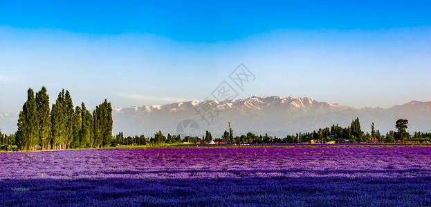 梦幻花朵装饰画雪山下的薰衣草庄园背景