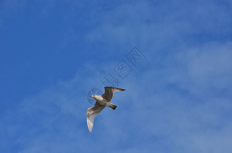 小鸟蓝天蓝天飞翔的海鸥背景