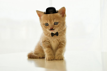 可爱的小猫虎戴帽子的猫咪设计图片