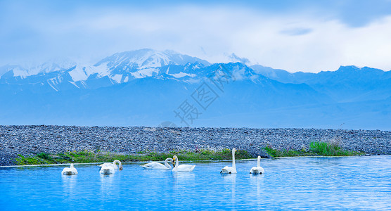 雪山团队雪山下的天鹅背景