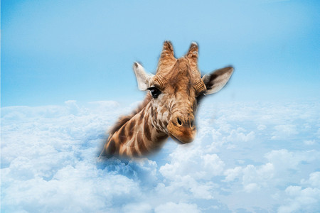 探到云上呼吸的长颈鹿图片