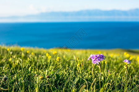 一朵蓝色小花草原小花背景