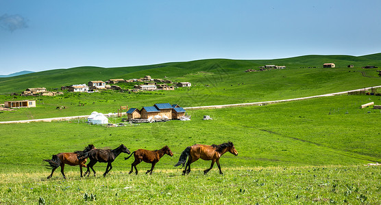 工作马策马崩腾的夏季新疆大草原背景
