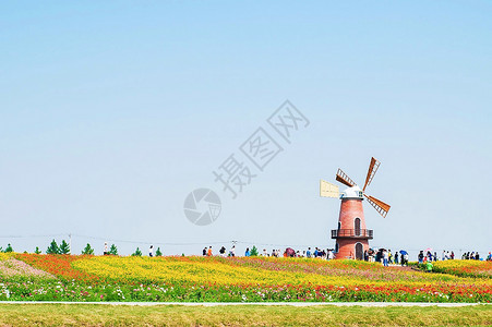 荷兰风车插画牛角大圩的花海与荷兰风车背景