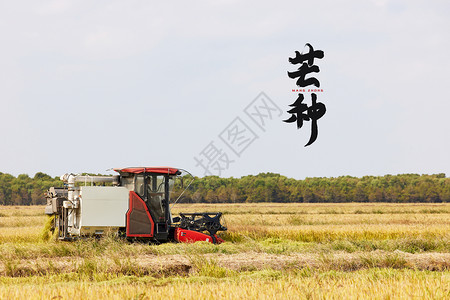 芒种丰收稻田二十四节气芒种金色主题设计图片