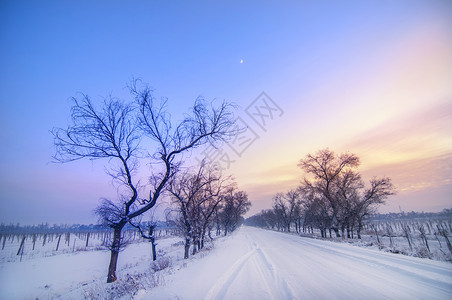 蓝天路冬季枯树雪晚霞背景