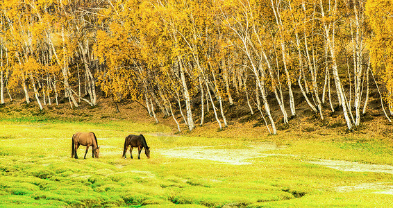 白桦马匹秋天黄色马高清图片