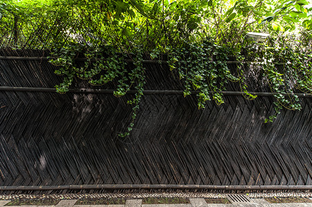 黑色下的绿叶夏天绿叶下的篱笆墙背景背景
