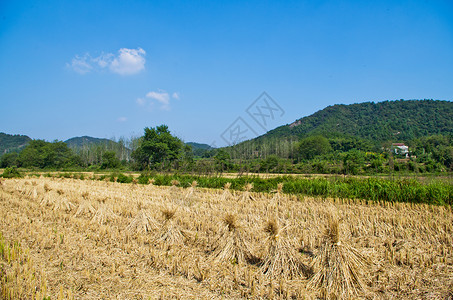 蓝天下的稻田图片