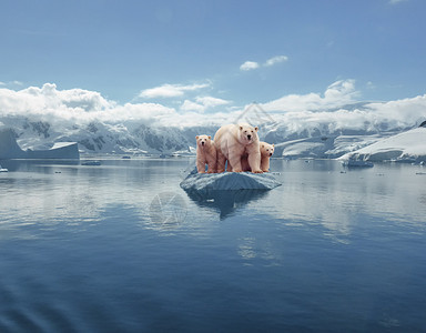 冰融化冰上的北极熊设计图片