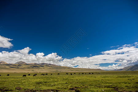 蓝蓝的天上白云飘西藏草原上的羊群图片免费下载背景