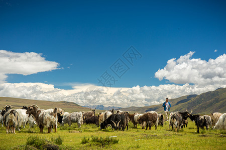 天上的风景西藏草原上的羊群图片免费下载背景