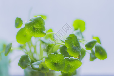 铜钱草特写铜钱草高清图片