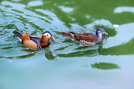 动物拍摄一对深爱的鸳鸯水中游背景