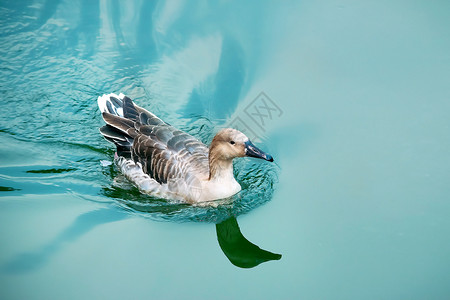 手绘鸭子水上游 的鸭子背景