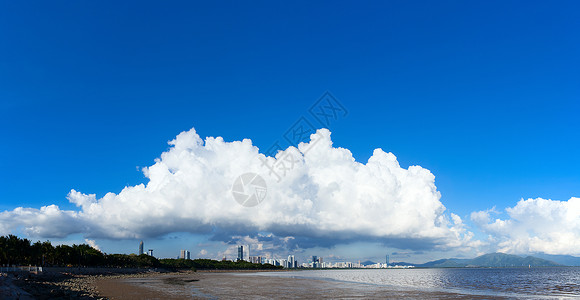 海边红树林深圳红树林全景背景