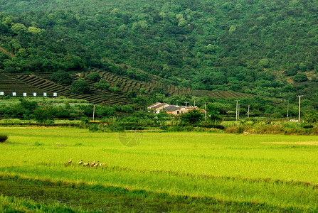 洞庭山旅游风景-西山背景