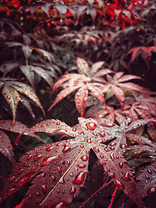 雨中的红叶图片