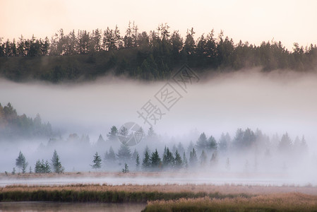 北欧唯美森林朦胧晨雾背景