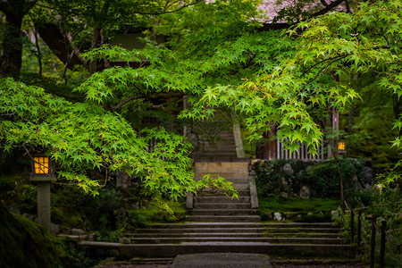枫叶风景禅意的台阶背景