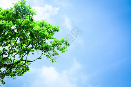 夏天树枝自然风景设计图片