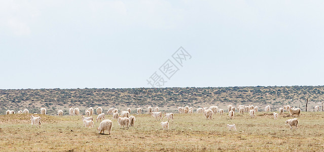 广阔草原中遍地的羊在吃草图片