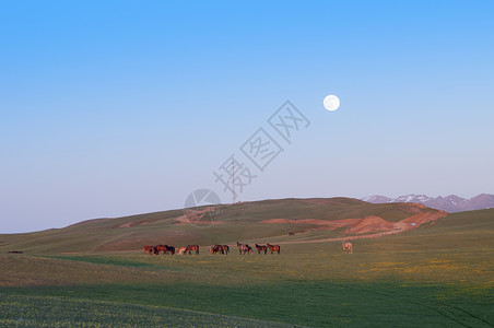 玉兔出月欢月出草原日落马背景