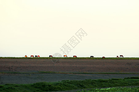 草原旅行海报日落野马骏马背景