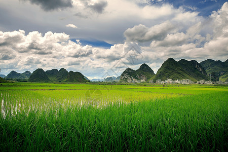 夏天水稻广西靖西风光背景