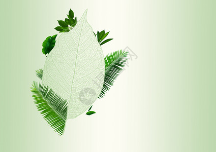 细长纹路叶子绿色背景设计图片