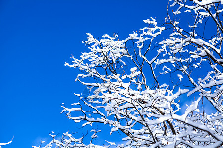 蓝天背景里舒展的树枝有结冰和积雪图片