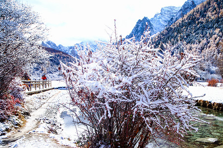 远山雪河边小路红叶树木上积着雪背景