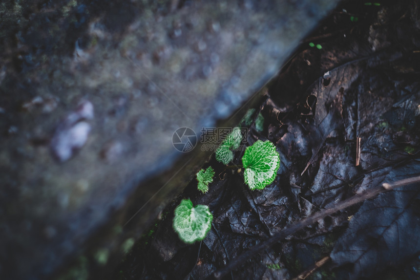 花草树木绿色植物图片