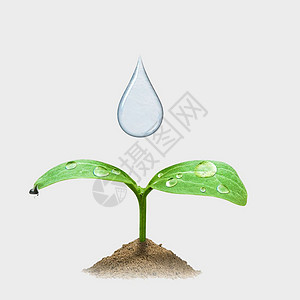树叶嫩芽与水滴水滴嫩芽设计图片