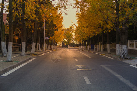 沥青路面银杏树林立的马路背景