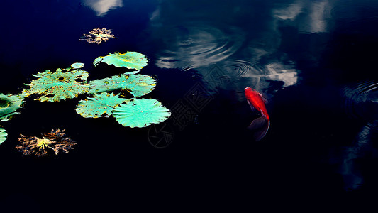 水中红色鲤鱼莲花池中的小天地背景