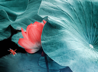 漂亮的荷花木兰花蕾高清图片