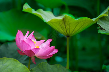 荷花花卉芙高清图片