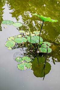 夏天的植物图片