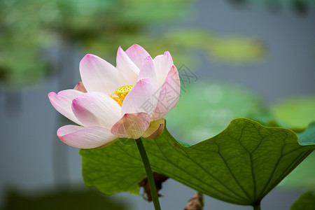 荷花植物水芙蓉高清图片