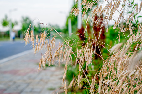 夏天的荞麦背景图片