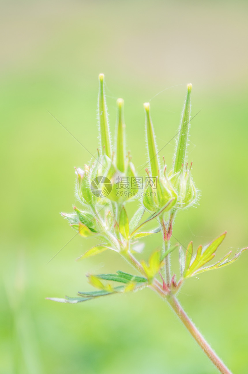 绿色的野老鹳草图片