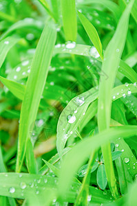 夏天-雨水与植物背景图片